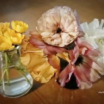クリサンセマム・ムルチコーレの画像 by miuさん | 部屋と花のある暮らしとクリサンセマム・ムルチコーレとラナンキュラスラックスの花