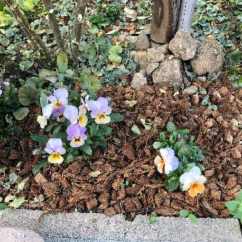 ビオラ フィオリーナの画像 by watakumoさん | 小さな庭とプレミアムビオラ ’ カリフォルニアコレクション 'とビオラ フィオリーナとハツユキソウとサントリー フラワーズ