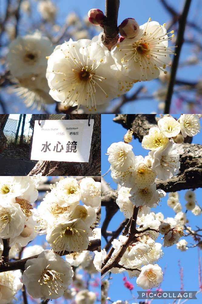 2022年の梅の花♡大船フラワーセンター♡羽根木公園♡｜🍀GreenSnap