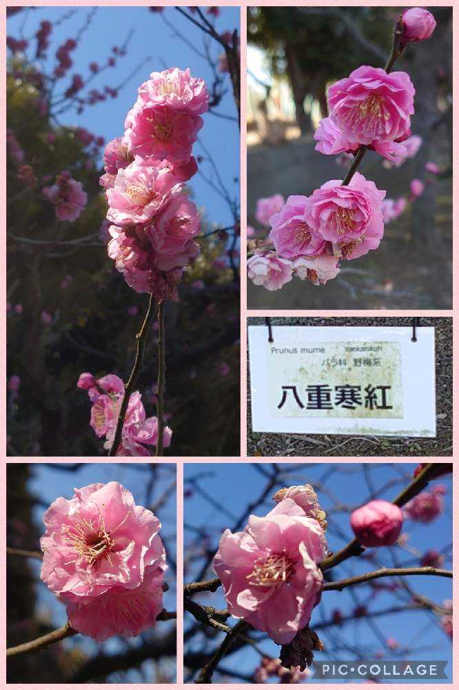 緑の梅の花 かめきちOpaがオールドレンズで撮った緑の梅“リョクガクバイ（緑