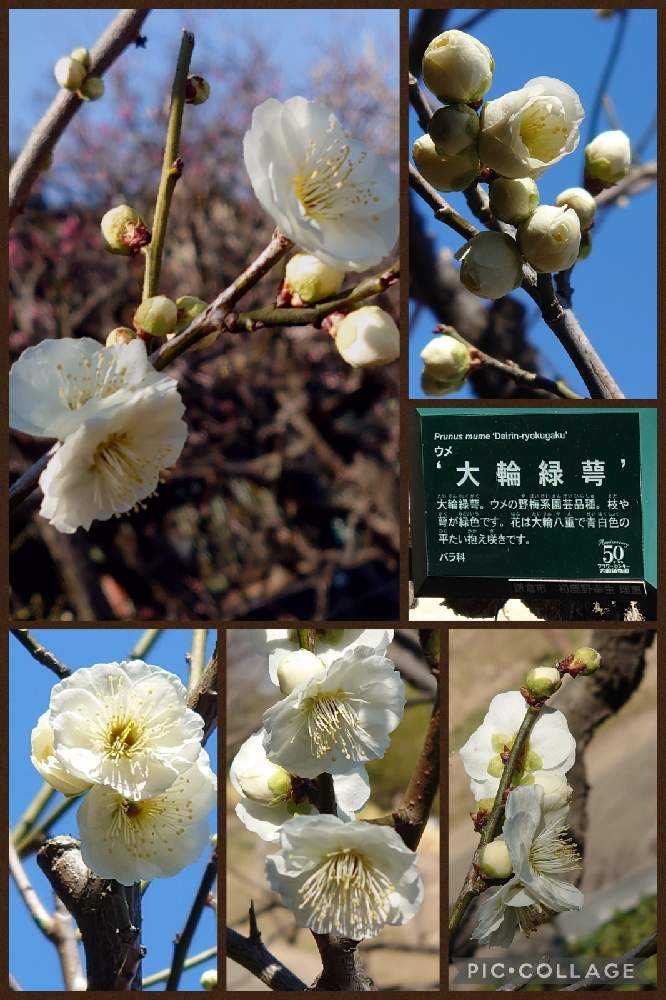 2022年の梅の花♡大船フラワーセンター♡羽根木公園♡｜🍀GreenSnap