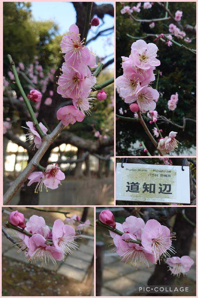 2022年の梅の花♡大船フラワーセンター♡羽根木公園♡｜🍀GreenSnap