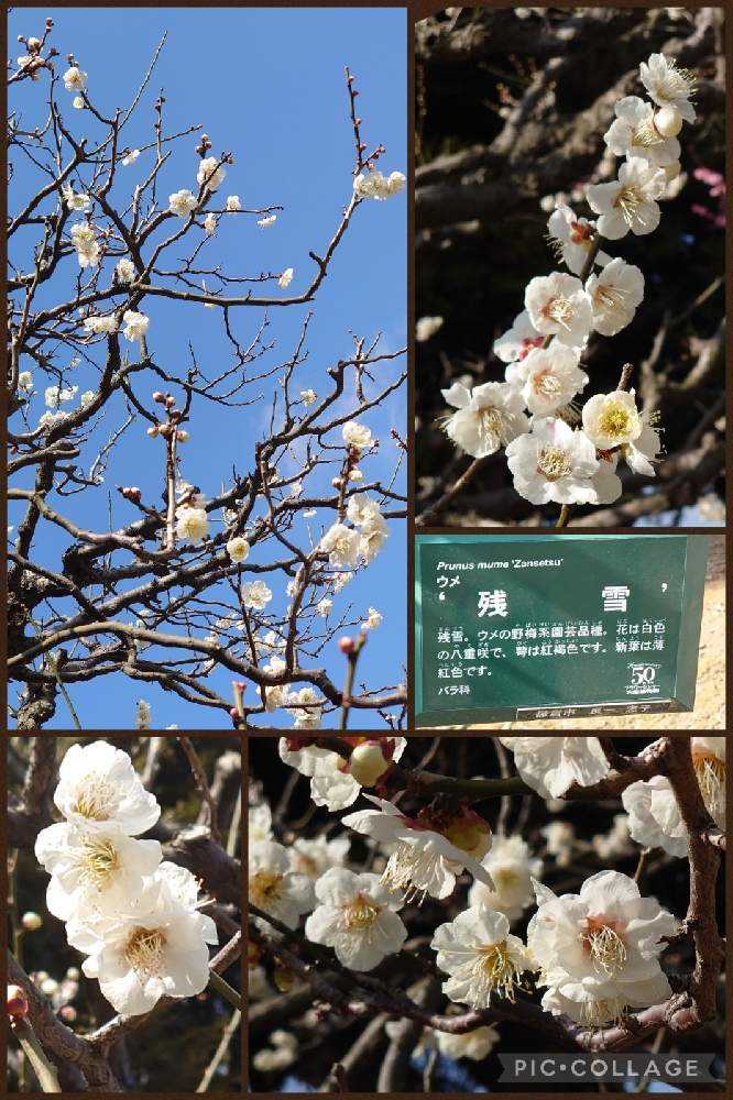 2022年の梅の花♡大船フラワーセンター♡羽根木公園♡｜🍀GreenSnap