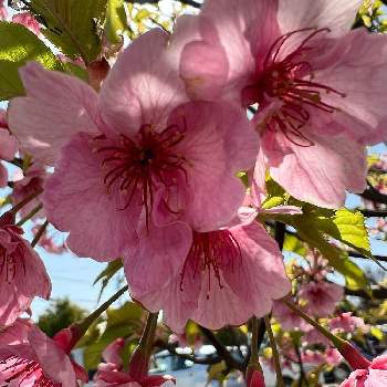 お花パワーの画像 by 聖子さん | お出かけ先と☀️Happy?と散歩と花のある暮らしとパワースポットとお花パワー