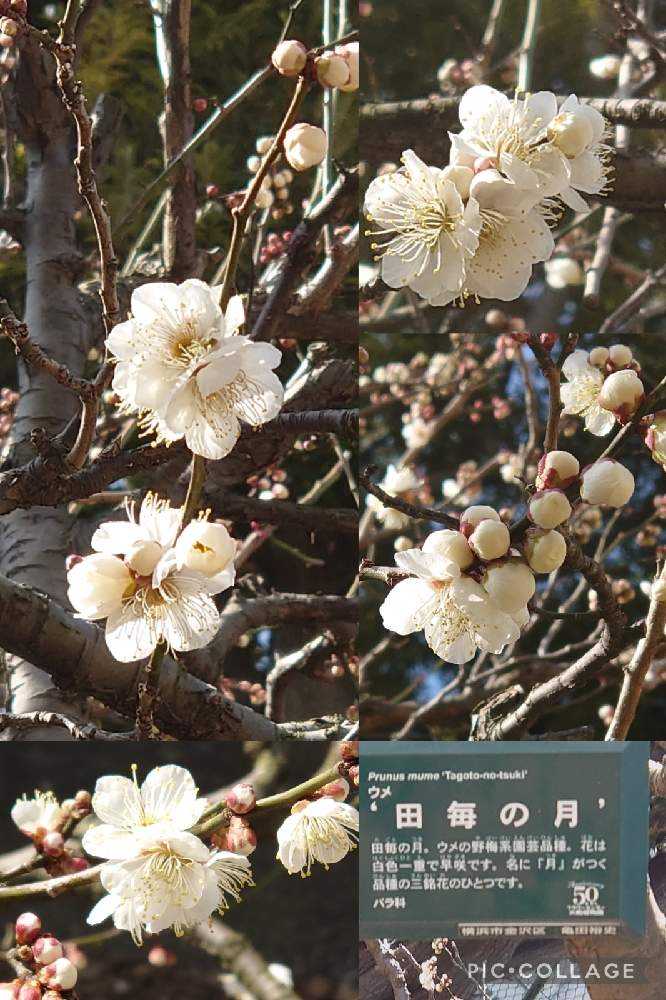 2022年の梅の花♡大船フラワーセンター♡羽根木公園