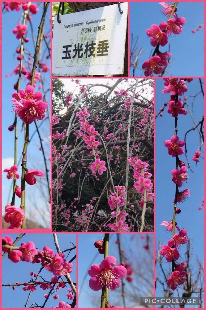 2022年の梅の花♡大船フラワーセンター♡羽根木公園♡｜🍀GreenSnap