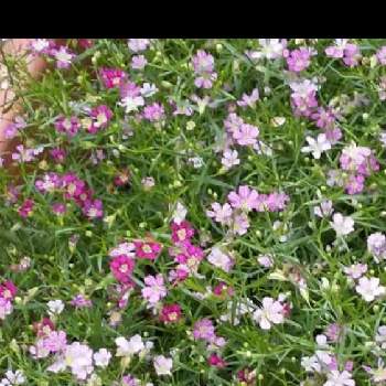 色々な色の画像 by ノッコちゃんさん | 小さな庭とかすみ草と可愛い花と色々な色とおきにいり ♡と大好きなお花♡と♥︎すてき♥︎と花のある暮らし