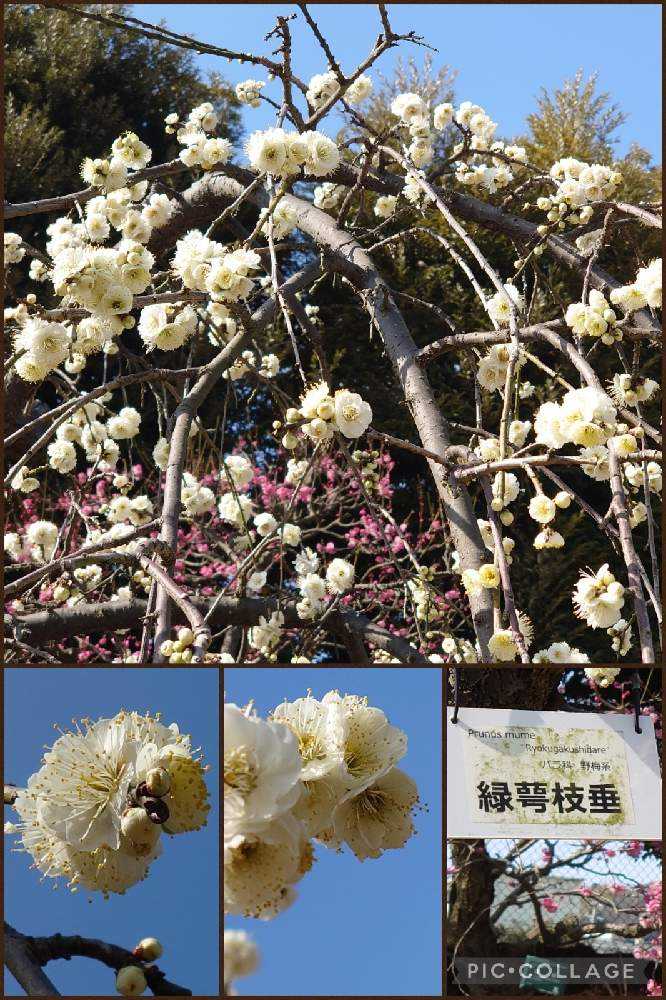 2022年の梅の花♡大船フラワーセンター♡羽根木公園