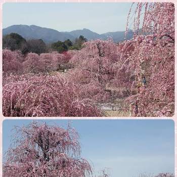 枝垂れ梅の画像 by ペケ子さん | お出かけ先と枝垂れ梅と医療従事者に感謝と19日はピンクの日!と毎日Thank You❤と春色ピンク