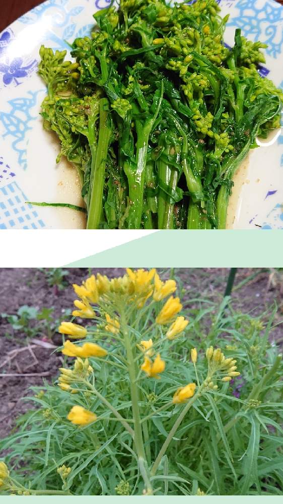 水菜の投稿画像 By 雲仙花子さん キッチンと春の花達と家庭菜園と黄色の花と花いろいろとガーデニングと春の花達と家庭菜園と黄色の花と花いろいろとガーデニング 22月3月19日 Greensnap グリーンスナップ Greensnap グリーンスナップ