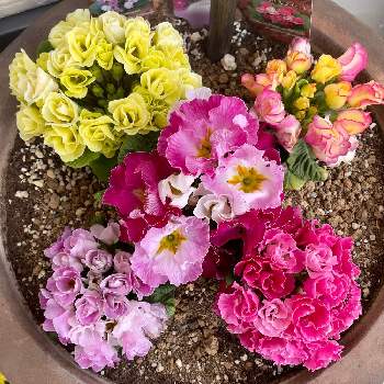 バラ咲きジュリアン・イチゴのミルフィーユの画像 by アンジュローズ      徳島　阿南さん | バラ咲きジュリアン・ブルーベリーのムースとバラ咲きジュリアン・プリンアラモードとプリンアラモードとパーティドレスとプリムラとプレミアムバラ咲きジュリアン　プリンアラモードとバラ咲ジュリアン マスカットのジュレとバラ咲きジュリアン・イチゴのミルフィーユとおうち園芸とサロンのお花