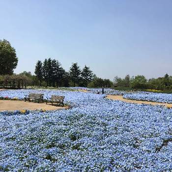 東武トレジャーガーデンの投稿画像一覧 Greensnap グリーンスナップ 東武トレジャーガーデンの投稿画像一覧 Greensnap グリーンスナップ