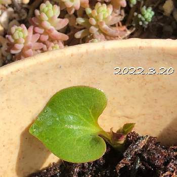 ドクダミ科の投稿画像一覧 Greensnap グリーンスナップ