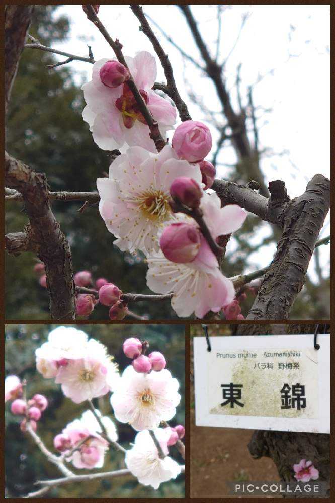 2022年の梅の花♡大船フラワーセンター♡羽根木公園♡｜🍀GreenSnap（グリーンスナップ）