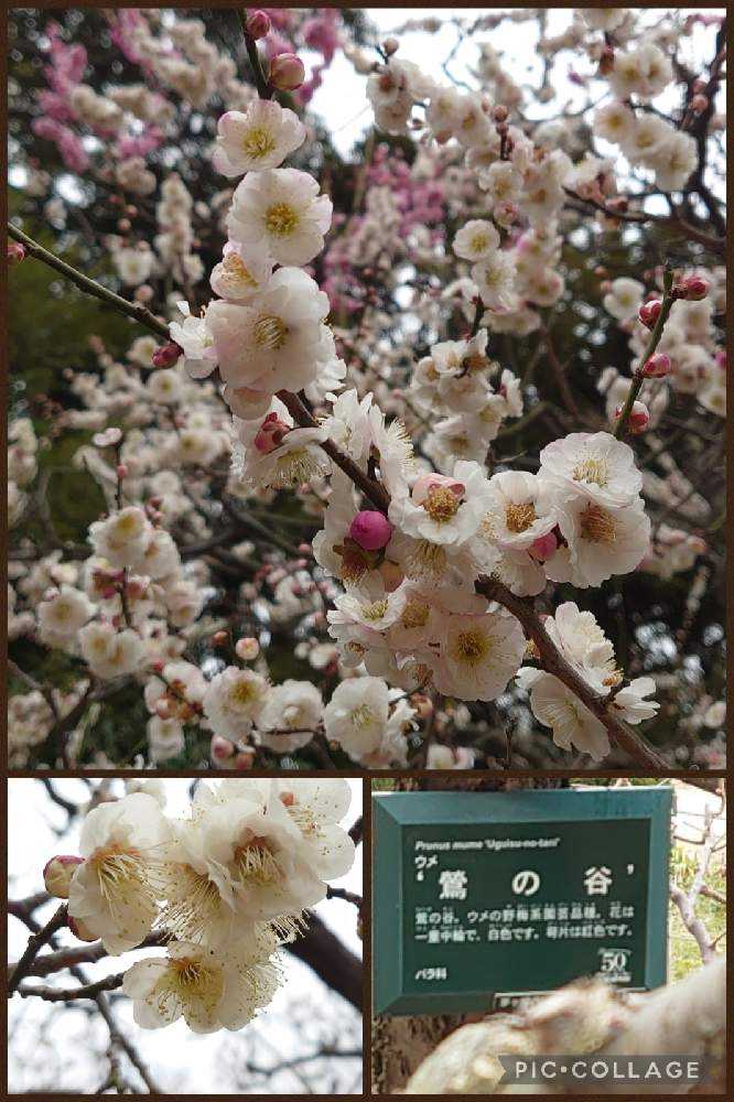 梅盆栽：紅梅白梅寄せ*＜瀬戸焼楕円緑鉢＞苔＆寒石＆石付き＜2025年早春開花予定＞うめウメume初春早春縁起bonsai-遊恵盆栽　本店