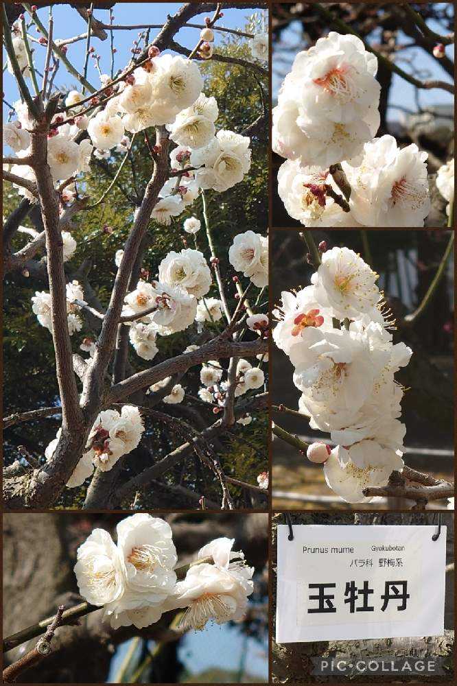 2022年の梅の花♡大船フラワーセンター♡羽根木公園♡｜🍀GreenSnap（グリーンスナップ）