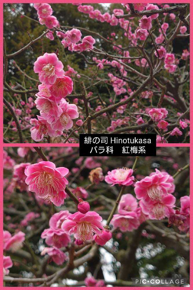 2022年の梅の花♡大船フラワーセンター♡羽根木公園♡｜🍀GreenSnap
