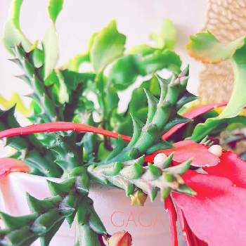 ラムローサの画像 by hiroさん | 部屋とガガ様の花とガガ様とグリーンのある暮らしとラムローサとリプサリス.ラムローサと植中毒とガガ様愛好会と観葉植物がスキと元気に育ててますよとハワイとチーム海外