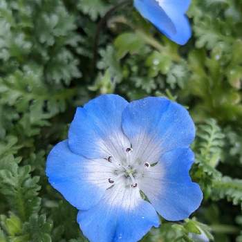 瑠璃唐草の投稿画像一覧 Greensnap グリーンスナップ