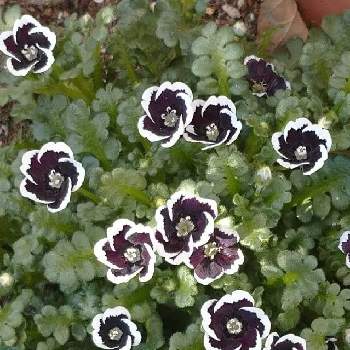 ネモフィラ・ペニーブラックの画像 by jiji04さん | 小さな庭とネモフィラ・ペニーブラックとネモフィラと花のある暮らしと緑のある暮らしと今日のお花とおうち園芸