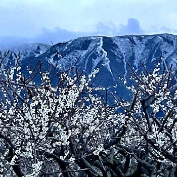 藤原岳の画像 by 世津ちゃんさん | 白梅の花と藤原岳といなべ梅林公園と校歌