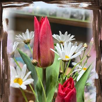 加工アプリ使用の画像 by ひみつのアッコちゃんさん | 部屋とマーガレットとチューリップと可愛い花と花のある生活と美しい花と元気な花と加工アプリ使用と大好きな花と美しい景色と切り花の花束と花を見る喜びと私のお気に入りと春を告げる花