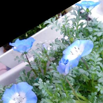 青い冬の花2022の画像 by かすみそうさん | ネモフィラと花のあるくらしとチーム・ブルーNo.120と(祝)チーム・ブルー2周年と青い花とその葉を写そう！2022と花に魅せられてと可愛い〜♡と青い冬の花2022とリフレッシュ♡と青い花マニアとチーム・ブルーといやし♪