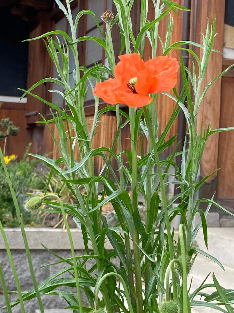 ナガミヒナゲシの投稿画像 By Manabeさん お出かけ先とオレンジの花と春に咲く花と危険外来種とオレンジの花と春に咲く花と危険外来種 22月3月日 Greensnap グリーンスナップ Greensnap グリーンスナップ ナガミヒナゲシの投稿画像 By Manabeさん お出かけ先とオレンジの花と春に咲く花と危険外来種とオレンジの花と春に咲く花と危険外来種 22月3月日 Greensnap グリーンスナップ Greensnap グリーンスナップ