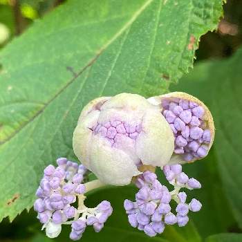 タマアジサイ 玉紫陽花 の投稿画像一覧 Greensnap グリーンスナップ タマアジサイ 玉紫陽花 の投稿画像一覧 Greensnap グリーンスナップ
