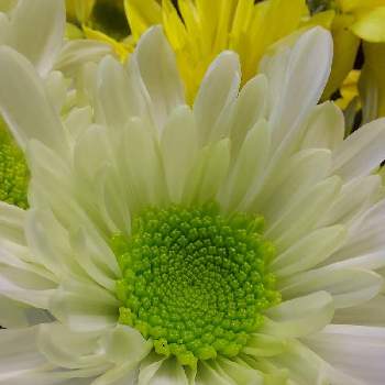 きくの画像 by カマンベールさん | きくときく  菊とキクと白い花