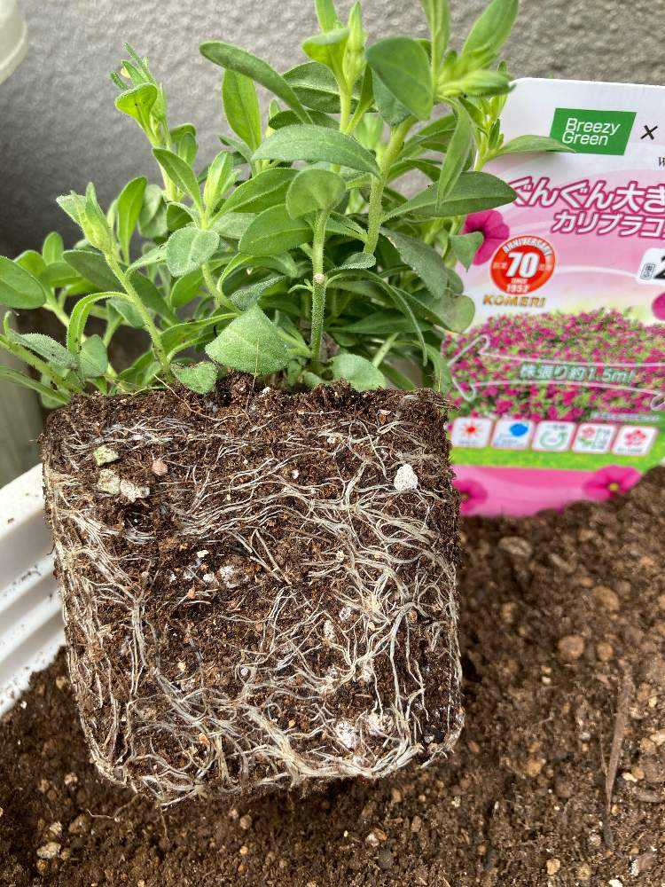 ぐんぐん大きくなるカリブラコア生長記録｜🍀GreenSnap（グリーン