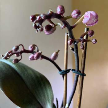 マイクロ胡蝶蘭の画像 by ヴィビさん | マイクロ胡蝶蘭と胡蝶蘭と洋ランと椎名洋ラン園