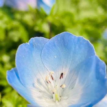 アップで!の画像 by レモン茶さん | お出かけ先とネモフィラと今日のお花とアップで!とブルーのお花と春ネ〜♪