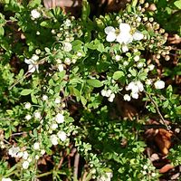 ユキヤナギの画像