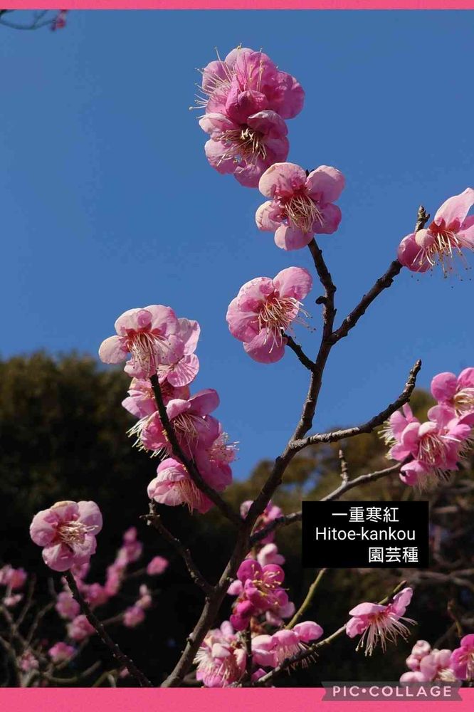 2022年の梅の花♡大船フラワーセンター♡羽根木公園♡｜?GreenSnap 