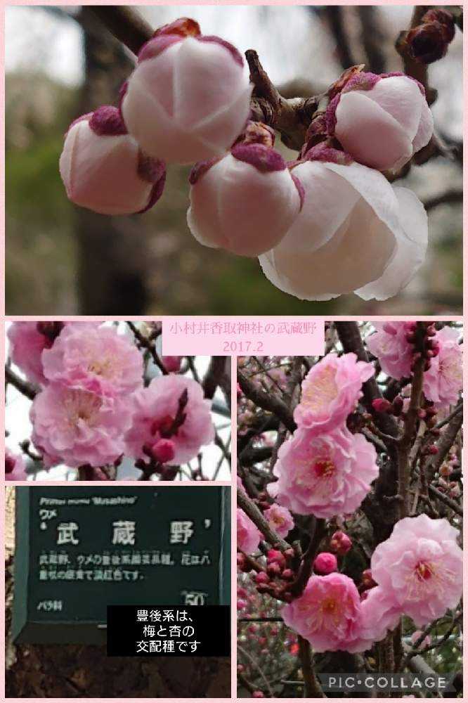 2022年の梅の花♡大船フラワーセンター♡羽根木公園