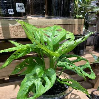 値下げ可能 シンゴニウム他６種類 観葉植物マドカズラ 8484ae 日本限定 Pn Batam Go Id