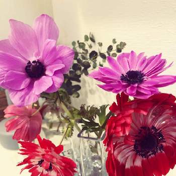 フラワーベース♡の画像 by doremiさん | インテリアとアネモネとフラワーベース♡と季節の花と春の訪れと赤い花と花のある暮らしと『秋植え球根2022』フォトコンテスト