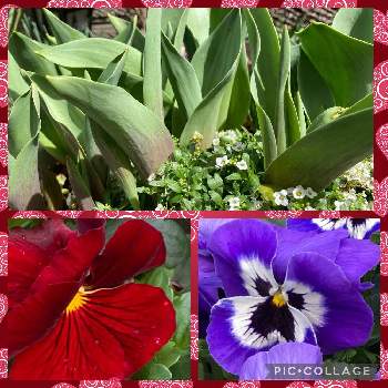 チューリップの葉の画像 by まるさん | チューリップ♪と深い赤色とパンジー♪とムラサキ色の花と球根の花とチューリップの葉と可愛い〜♡と我が家のお庭の花♡とプランター植え