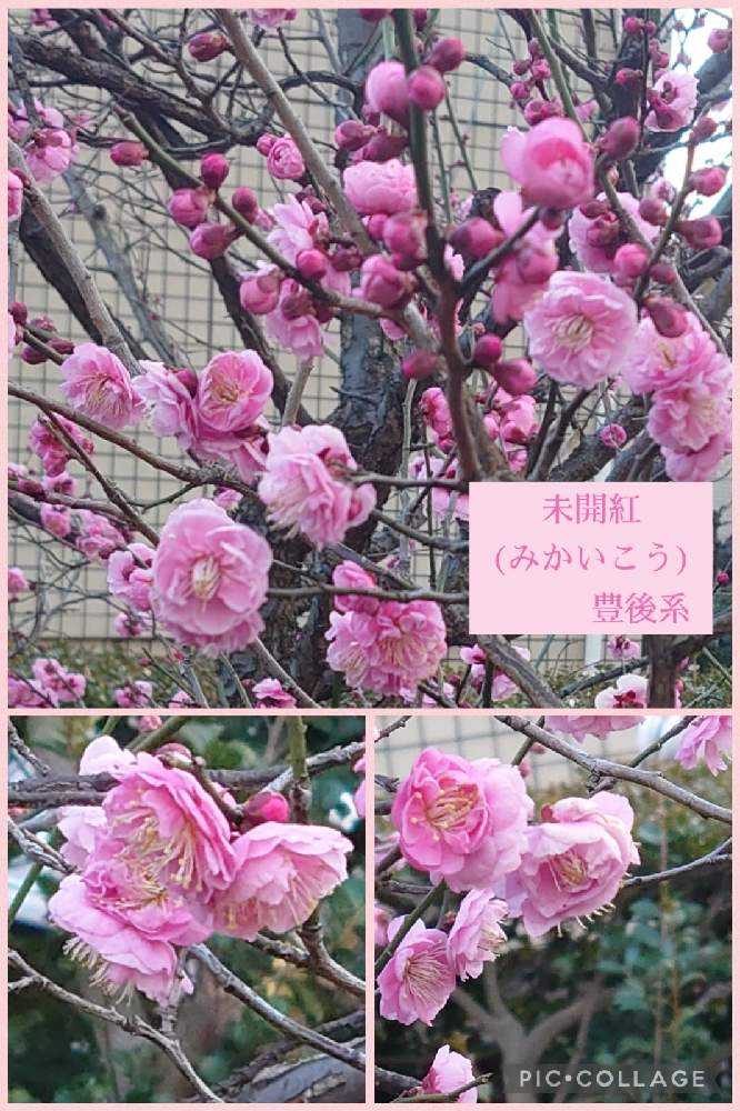 2022年の梅の花♡大船フラワーセンター♡羽根木公園♡｜🍀GreenSnap
