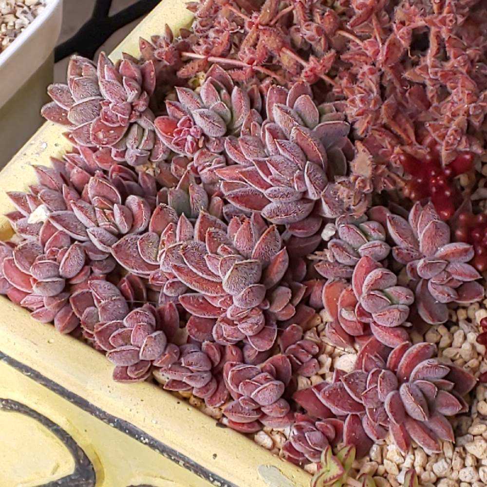 多肉植物 もりもりレモータ♡紅葉開始♪抜き苗 楽天市場】レモータ クラッスラ属 多肉植物 9cmポット観葉植物 雑貨