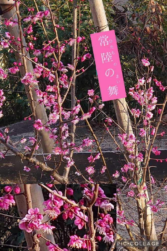 2022年の梅の花♡大船フラワーセンター♡羽根木公園♡｜🍀GreenSnap