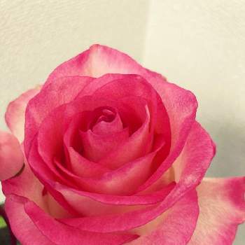 フラワーデザインの画像 by ミッテランさん | デスクとばら バラ 薔薇とピンクの花と赤い花と花のある暮らしと切り花とフラワーデザイン
