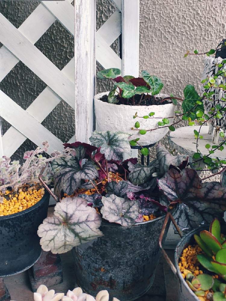 宿根金魚草 アールグレイの投稿画像 By Yukmomoさん ヒューケラと咲かないシクラメンとバルコニー ベランダと棚diyと観葉植物とステキなベランダにしたい とかわいいな と長生きしてネ と棚diyと観葉植物とステキなベランダにしたい とかわいいな と長生きしてネ