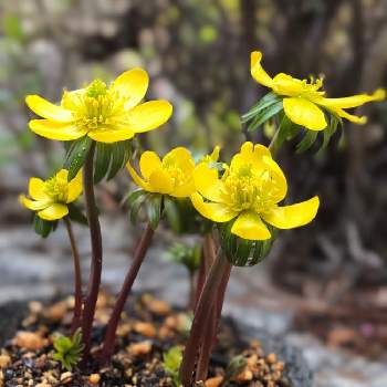 黄花節分草 エランティス シリシカ の投稿画像一覧 Greensnap グリーンスナップ