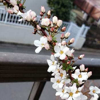  雪柳の画像 by Momimamaさん | 小さな庭と 雪柳とピンクの雪柳
