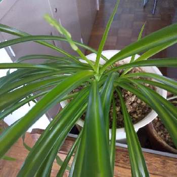 オリズルラン 花の投稿画像一覧 Greensnap グリーンスナップ