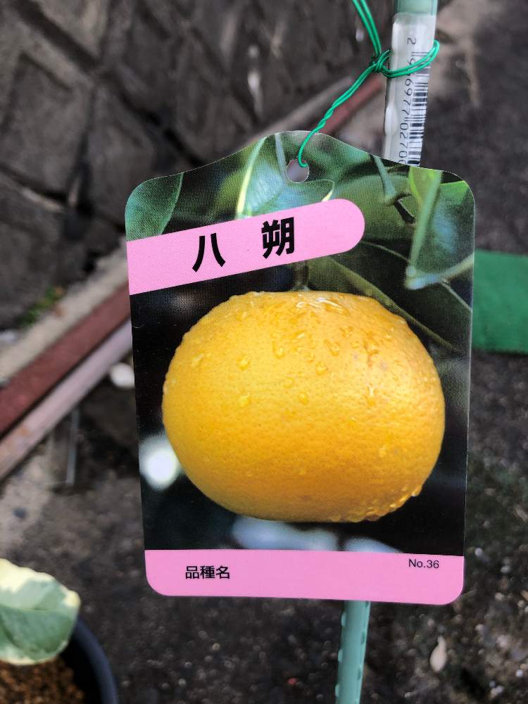 八朔 記録 Greensnap グリーンスナップ 八朔 記録 Greensnap グリーンスナップ