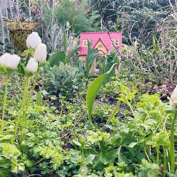 植物とフィギュアの画像 by john16さん | 小さな庭と チューリップと球根と春を待つと植物とフィギュアと花のある暮らしと球根植物と アネモネ