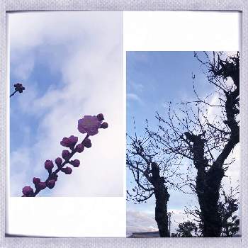 紅梅の花の画像 by グリーンスムージーさん | ピンクのお花と紅梅の花と雲仲間